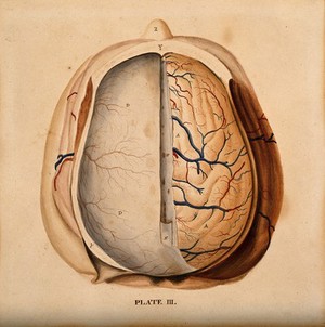 dura mater